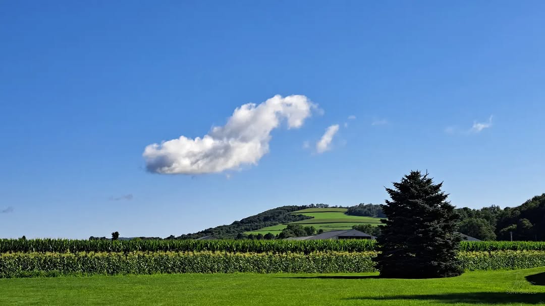 Bouyant III